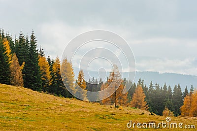 landscape autumn in the mountains colored coniferous forest Stock Photo