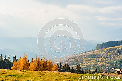 landscape autumn in the mountains colored coniferous forest Stock Photo