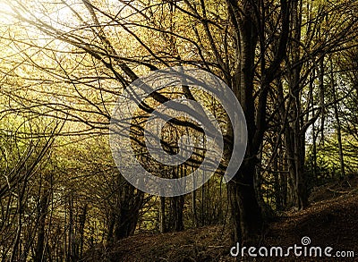 Landscape of autumn trees in Bosque de la Grevolosa Stock Photo