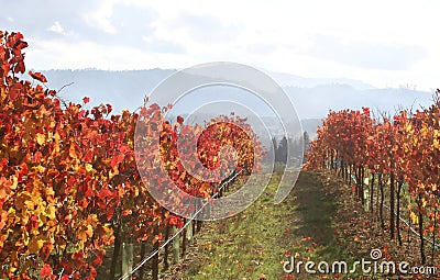 Landscape of Autumn Vineyard Stock Photo