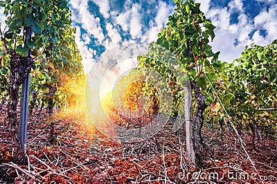 Landscape with autumn vineyards and organic grape at sunset Stock Photo