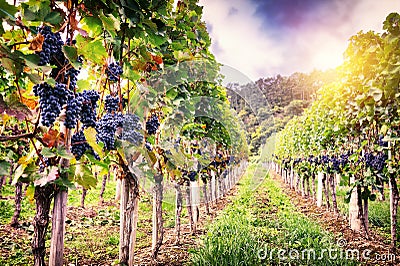 Landscape with autumn vineyards and organic grape Stock Photo