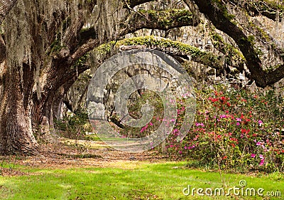 Tunnel Live Oak, Moss Azaleas Charleston SC Stock Photo