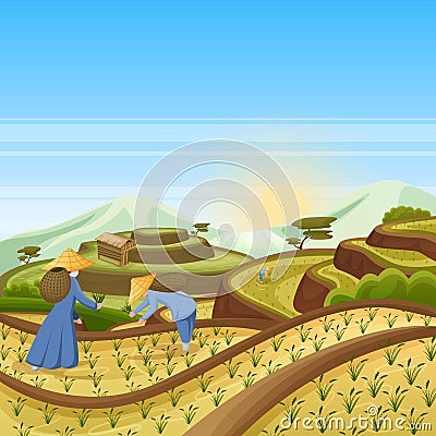 Landscape background with green rice terrace fields. People harvest rice in field. Harvesting, agriculture vector illustration Vector Illustration