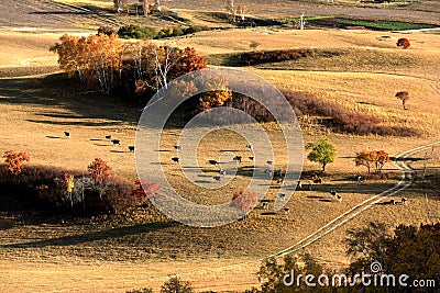 Landscape of Bashang Grasslands Stock Photo