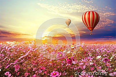 Landscape of beautiful cosmos flower field and hot air balloon on sky sunset Stock Photo