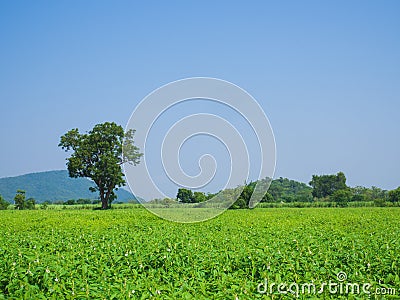 Landscape of beautiful growth green natural sesame field. Stock Photo