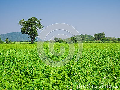 Landscape of beautiful growth green natural sesame field. Stock Photo
