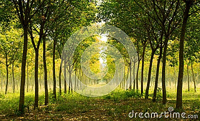 Landscape - beautiful long Perspective rubber trees forest Stock Photo