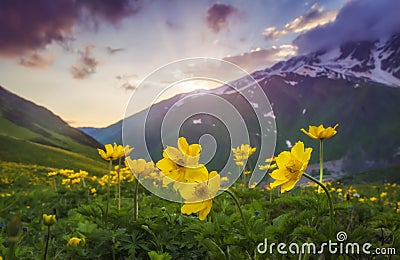 Landscape of beautiful mountains at sunset. Yellow flowers on foreground on mountain meadow on evening sky and hills background Stock Photo
