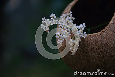 Little white flowers and coconut Stock Photo