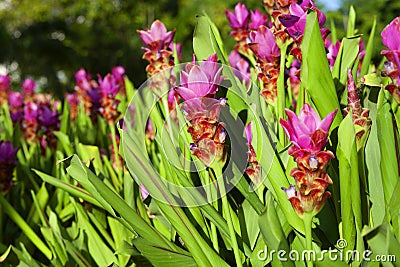 Landscape beautiful pink flowers of Siam Tulip Stock Photo