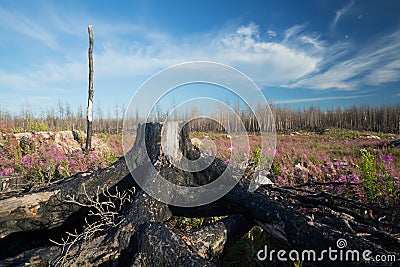 Landscape after a big forest fire in sweden Stock Photo