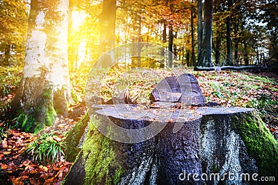 Landscape with big tree stump Stock Photo