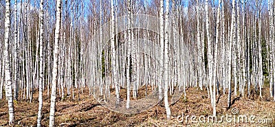 Landscape of birch grove with young trees Stock Photo