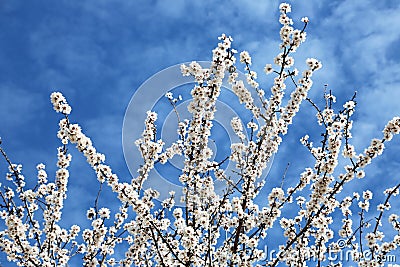 Almond blossom on blue sky Stock Photo