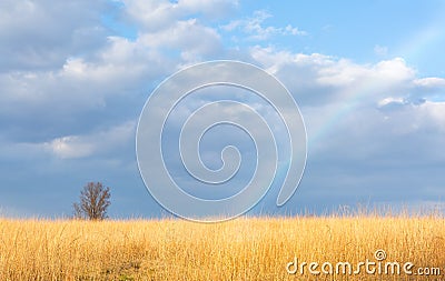 Landscape with blue sky and golden broom straw Stock Photo