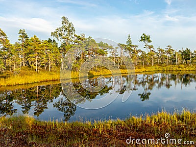 Landscape with bog sunset colors, tree silhouettes, bog grass Stock Photo