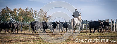 Landscape with bulls and guardians in Camargue Stock Photo