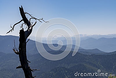 Landscape, burnt trees against the background of mountains and sky Stock Photo