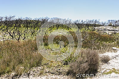 Landscape after bushfire. Booderee National Park. NSW. Australia Stock Photo