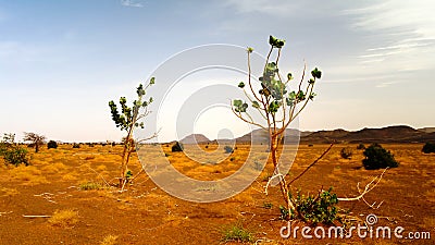 Landscape with the Calotropis procera plant aka Sodom apple or stabragh or rubber bush in Adrar, Sahara, Mauritania Stock Photo