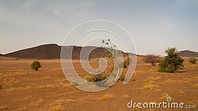 Landscape with the Calotropis procera plant aka Sodom apple or stabragh or rubber bush at Adrar, Sahara, Mauritania Stock Photo