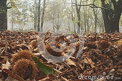 Landscape of chestnut trees, colors of Autumn, Spain Stock Photo