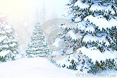 Landscape with Christmas trees covered in snow in winter forest. New Year trees Stock Photo