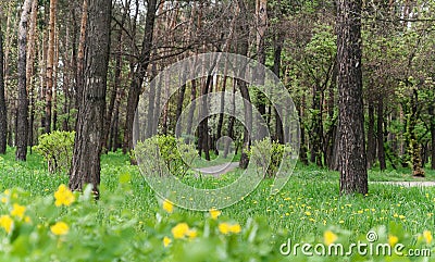 Landscape in a city park in spring, trees, green grass with brig Stock Photo