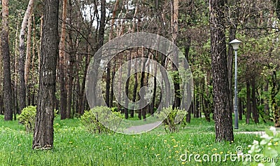 Landscape in a city park in spring, trees, green grass with brig Stock Photo