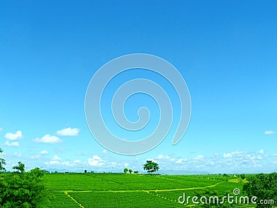 Landscape of clearly green tea farm Stock Photo