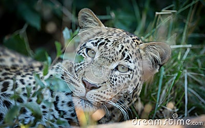 Landscape closeup on face of an adult leopard with beautiful green eyes in Khwai Okavango Delta Botswana Stock Photo