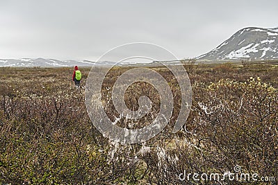 Landscape of cold harsh tundra in Dovrefjell national park Editorial Stock Photo