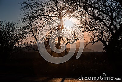 landscape with a contour of a tree in the sunset light Stock Photo