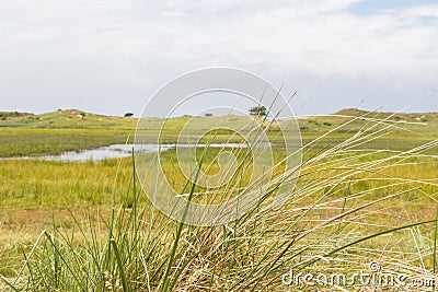 Landscape with culm grass from the wadden islands in the Netherlands Stock Photo