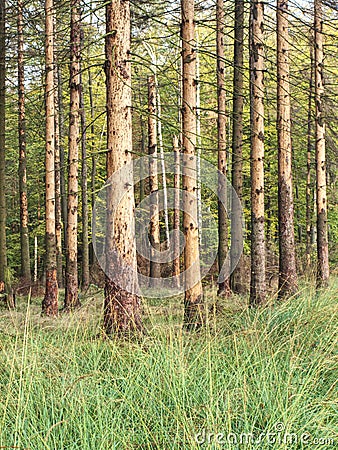 Landscape with dead forest destroyed by wood worm Stock Photo