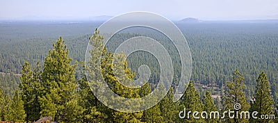 Landscape of a dense forest in central Oregon Stock Photo