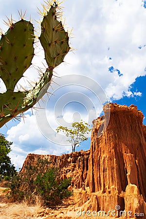 Landscape of a desert cactus with steeply sedimentary red sand in the backgrounds Stock Photo