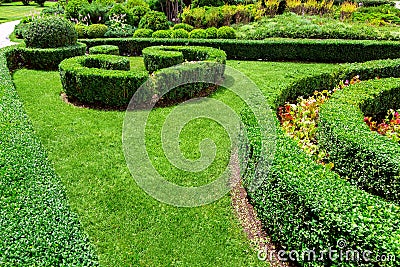 Landscape design hedge of trimmed boxwood. Stock Photo