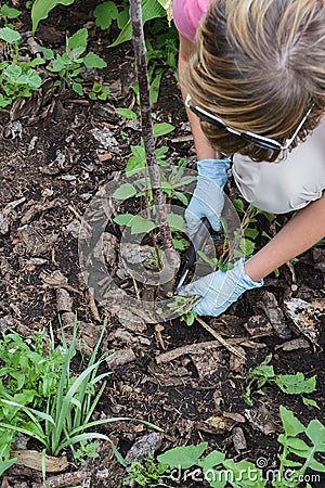 Woman pruning young growth stem of decorative apple tree Stock Photo