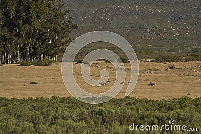 Landscape of Elandsberg Nature Reserve in the Western Cape, South Africa Stock Photo