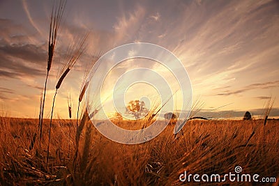 Landscape fantastic sunset on the wheat field Stock Photo