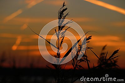 Landscape fantastic sunset on the wheat field sunbeams glare Stock Photo