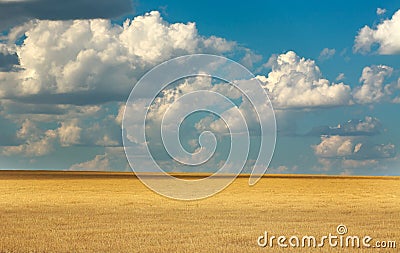 Landscape of farm yellow field wheat on blue sky with clouds Stock Photo