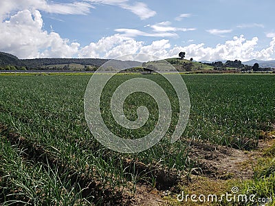 landscape with the farming fields of onion of the agricultural industry in summer season Stock Photo