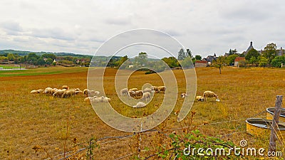 Landscape of flock of sheep grazing near Martel France Stock Photo