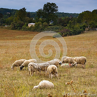 Landscape of flock of sheep grazing near Martel France Stock Photo