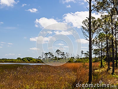 Landscape from the Florida Savannas Preserve Stock Photo