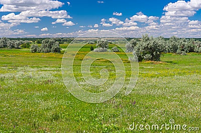 Landscape with flowering meadow near village Zeleny Guy on the Sura river in Ukraine Stock Photo
